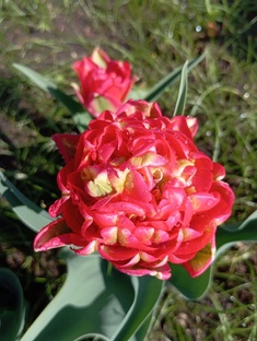 Тюльпаны и нарциссы 