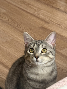 Хроники Кошия Картошия