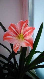 НеСекреты воспитания 