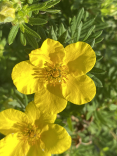 Садоводство 🌿