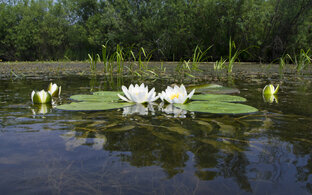 Правда, и ничего кроме правды...