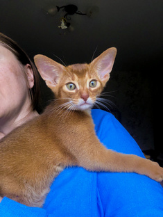 Абиссинские котенок сорель мальчик