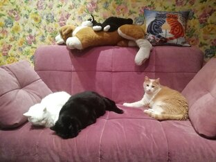 Жили-были Три Кота. Мурзила, Пломбир и Вася