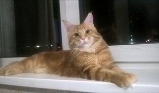 Мемы с котом