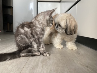 Элли и Тортик