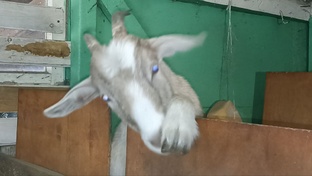 Козы