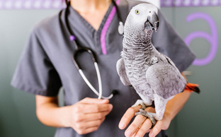 Болезни попугаев: от симптомов до профилактики