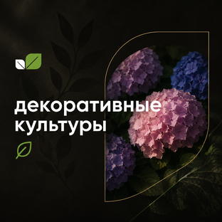 Декоративные культуры 