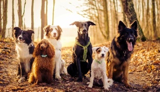 Dogs 