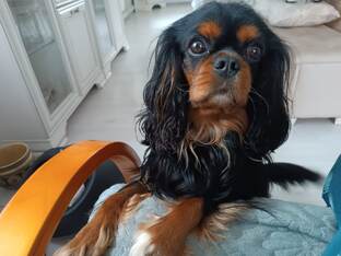 Филипп Красивый