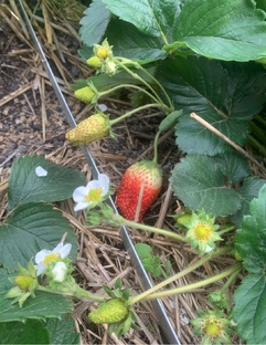 Клубничные посиделки 🍓🍓🍓🍓🍓