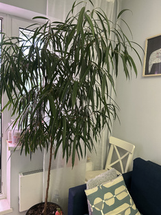 Комнатные растения