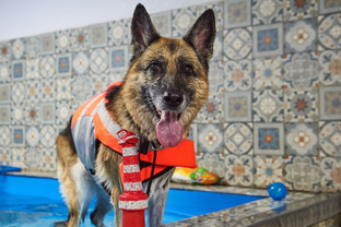 Собака член семьи