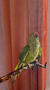 Оскар и Ириска