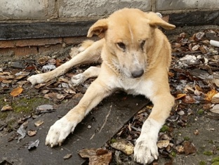 Старый пёс Платон 