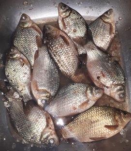 Летняя Рыбалка