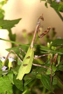 Интересные факты и исследования 