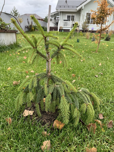 Хвойные в моем саду 