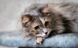 Помочь животным