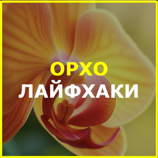 Орхидейные  ЛАЙФХАКИ