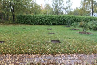 Заокский виноград