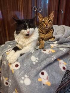 Животные в Москве