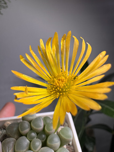 Суккуленты из семян🌿