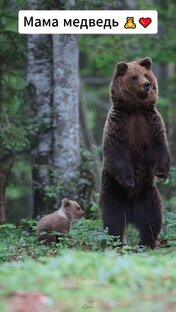 Красота дикой природы