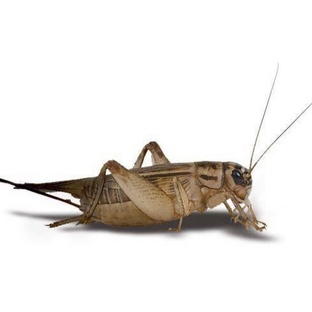 Сверчок: маленький певец с громким голосом и большой тайной