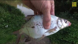 Охота и рыбалка