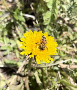 Мир вокруг нас