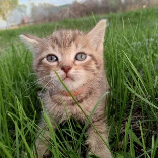 Удивительные животные 😺