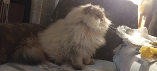 Милый Котик 🥰