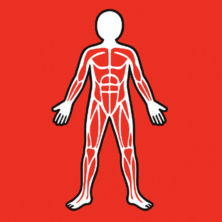 Сухожильно-связочный аппарат