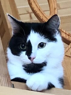 Дневник кота Степана Дмитрича.