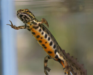 Рептилии и амфибии