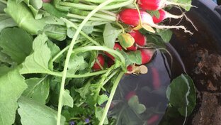 Рассадные хроники