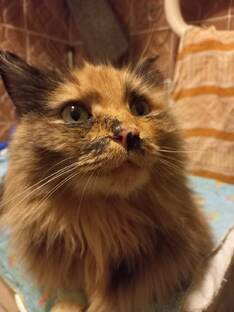 Золотая кошечка.Пристрой! 