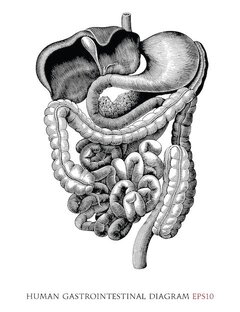 Работа внутренних органов