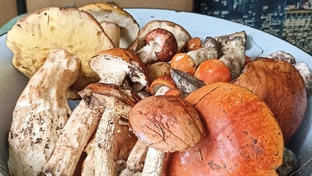 Лес грибочки!🍄‍🟫