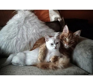 Милые Коты