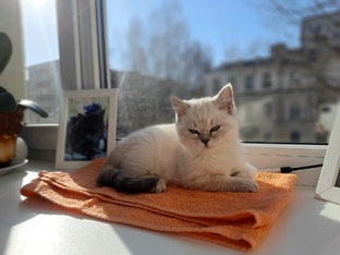 9 жизней Пеночки. 