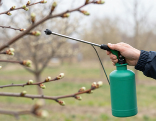 ПЛОДОВЫЙ САД. По сезонам и без мифов