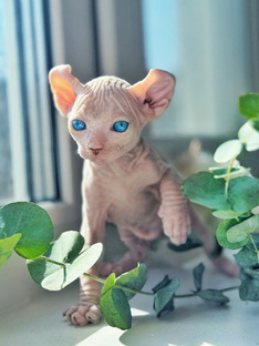 Самые дружелюбные кошки