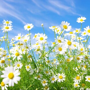 СП "А лето цвета 2"