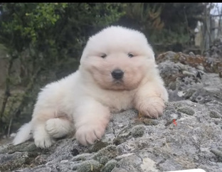 Marcus Abruzzo una terra un cane by lucus angitiae