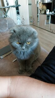 Приколы кошек