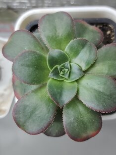 Наши суккуленты