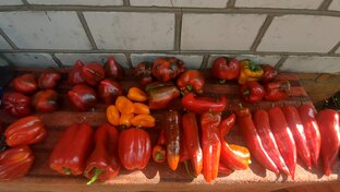ПЕРЦЫ сладкие и горькие
