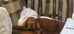 Наши собаки